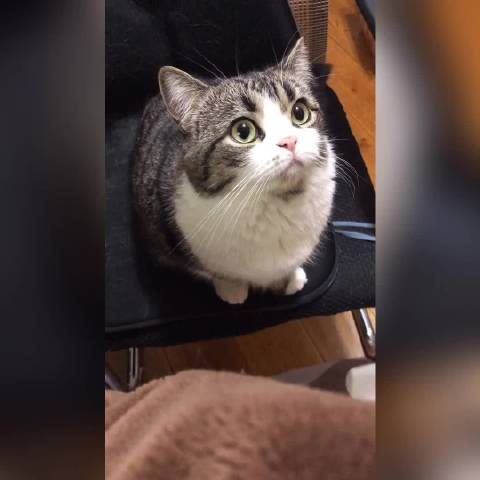 猛男必看撒娇小光咪合集本来想攒多...